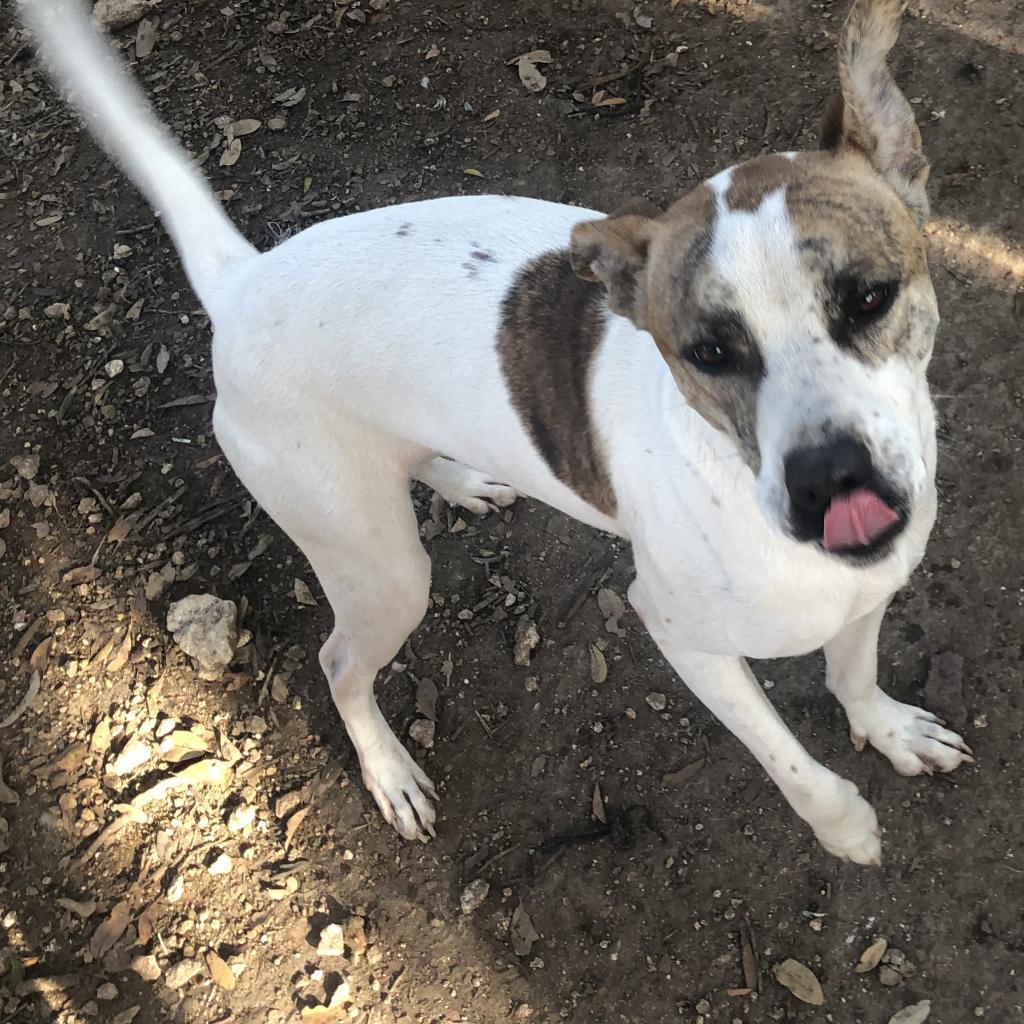 Lenny NN, a Adoptable Terrier in Jacksonville, FL image 3/6