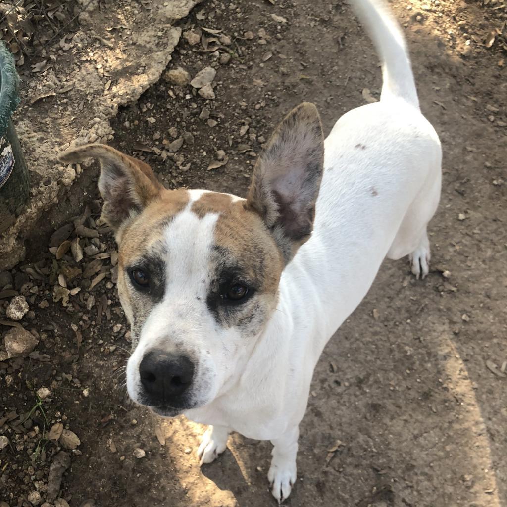 Lenny NN, a Adoptable Terrier in Jacksonville, FL image 6/6