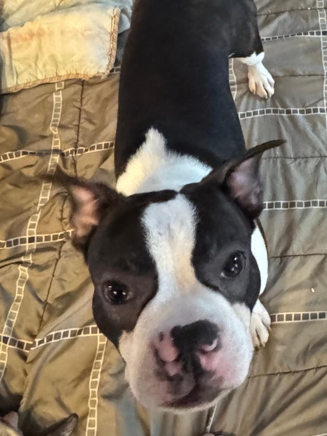 Enlarge Nelson - pending , a ADOPTABLE Boston Terrier in Des Moines, IA image 3/5