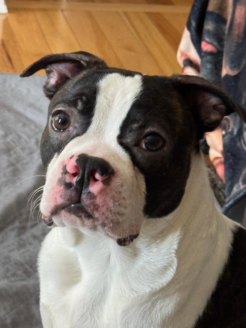 Enlarge Nelson - pending , a ADOPTABLE Boston Terrier in Des Moines, IA image 1/5