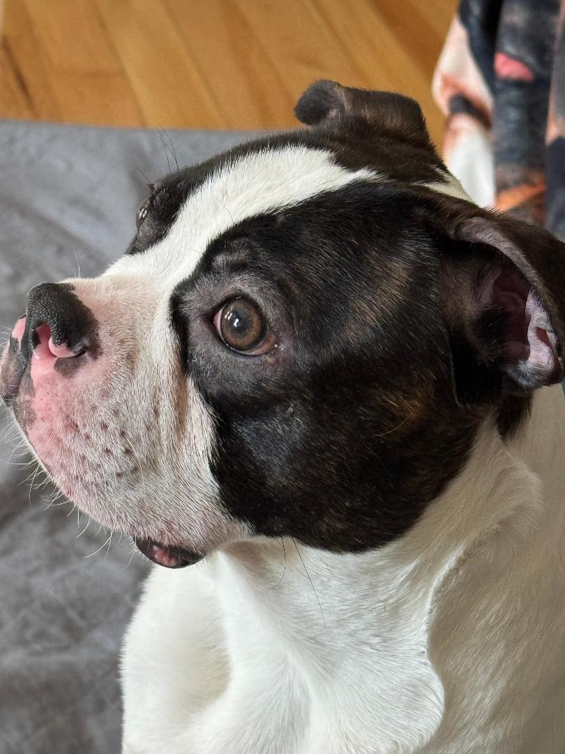 Enlarge Nelson - pending , a ADOPTABLE Boston Terrier in Des Moines, IA image 2/5