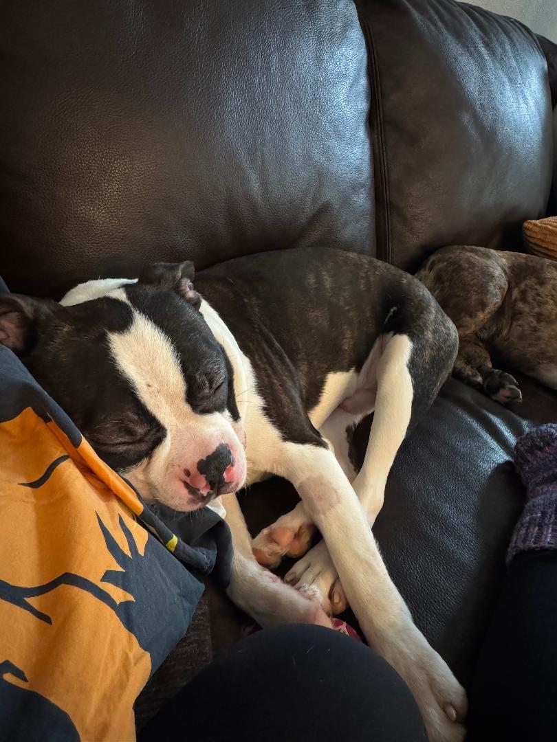 Enlarge Nelson - pending , a ADOPTABLE Boston Terrier in Des Moines, IA image 5/5