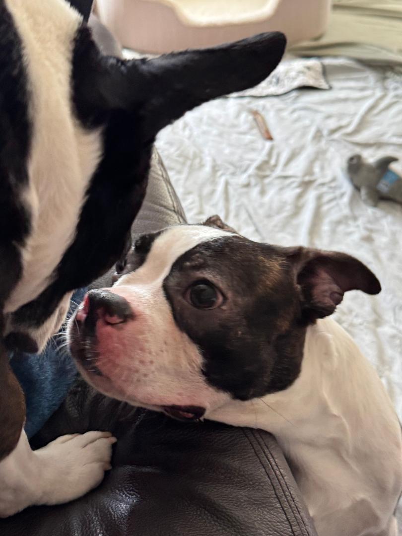 Enlarge Nelson - pending , a ADOPTABLE Boston Terrier in Des Moines, IA image 4/5