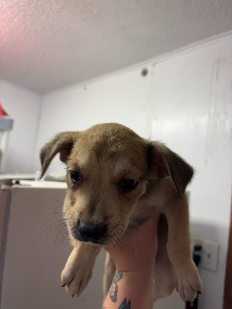 Enlarge ACDC, a Adoptable mixed breed in Brownwood, TX image 1/1