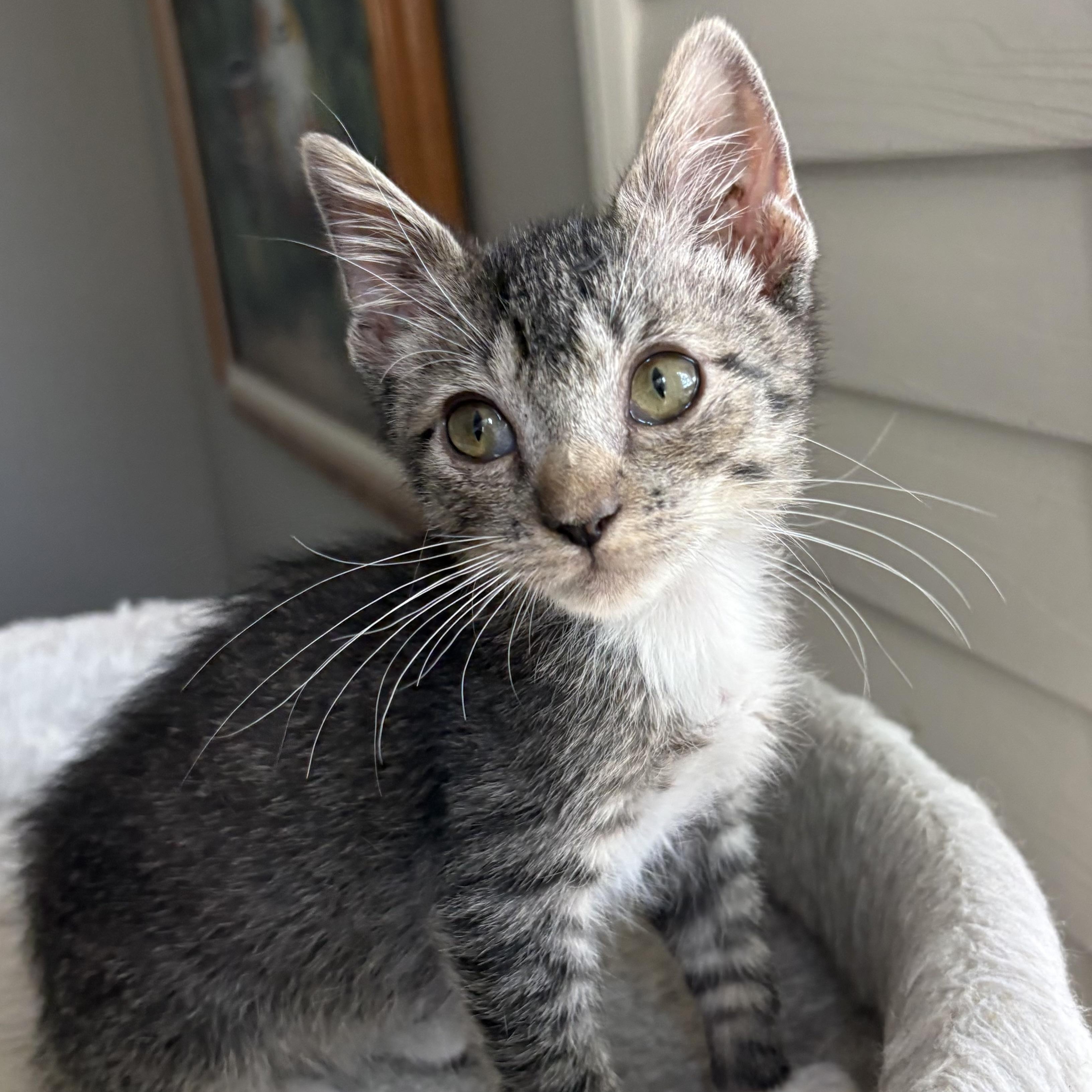 Ralphie, an adoptable Domestic Short Hair in Oracle, AZ image 2/2