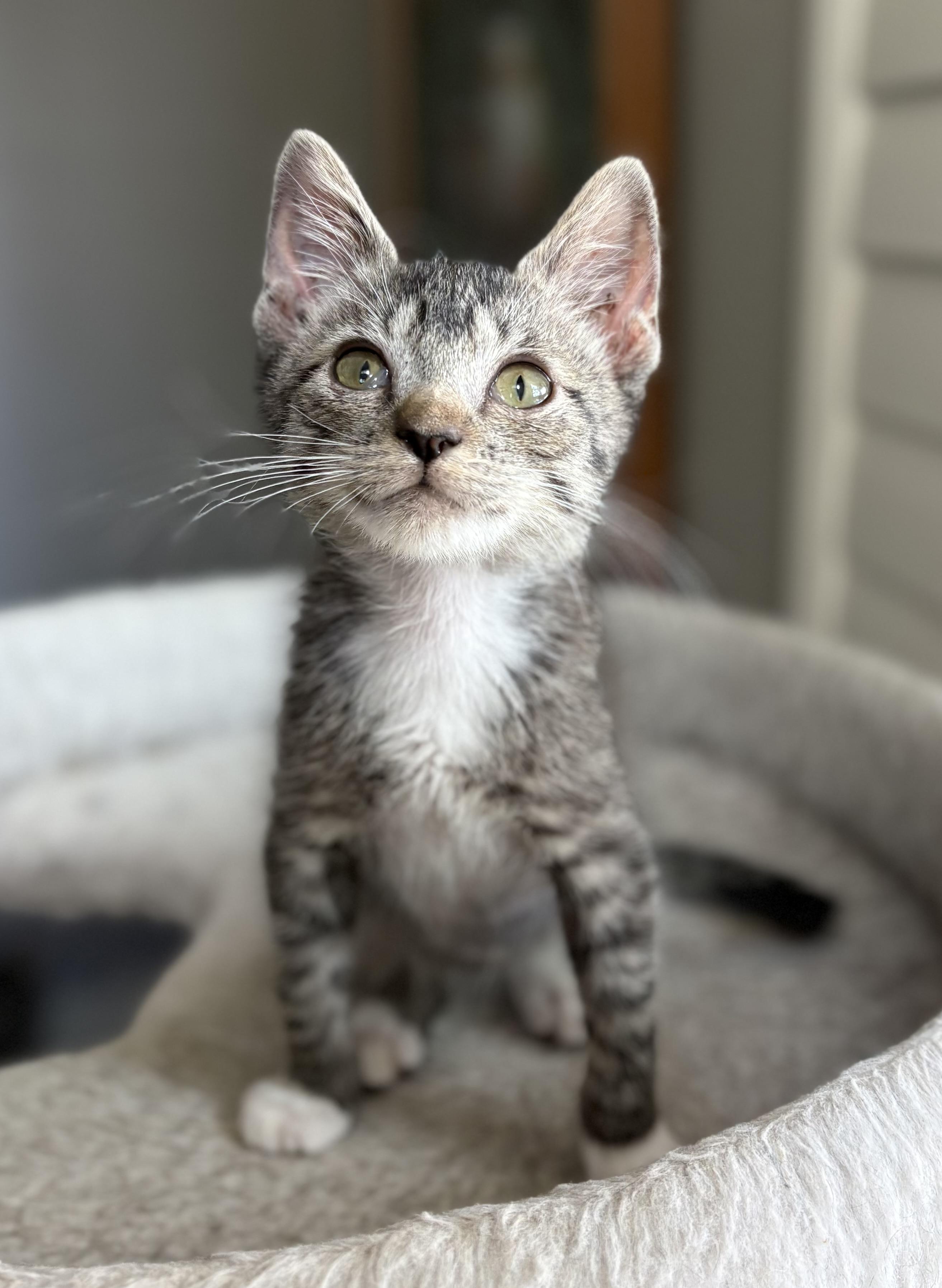 Ralphie, adoptable, Young Male Domestic Short Hair.