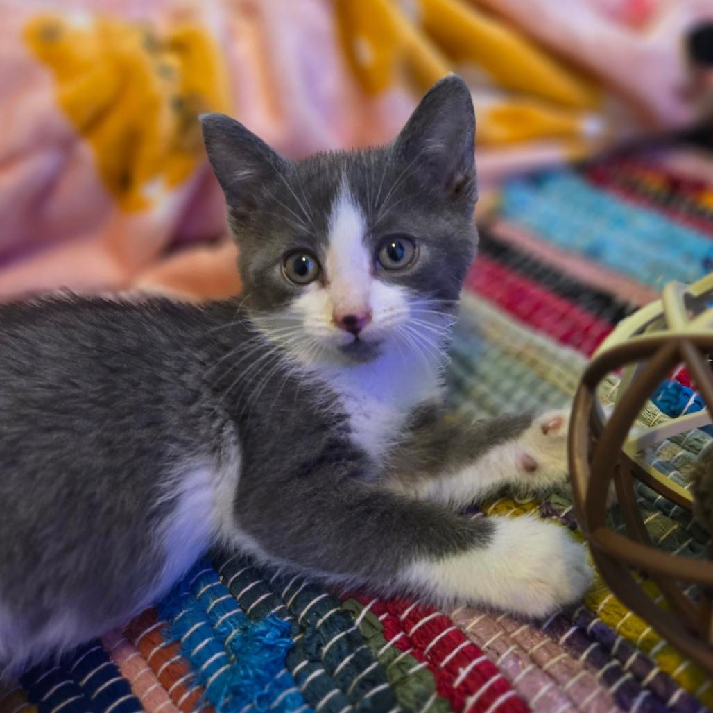Enlarge Moe, a Adoptable Domestic Short Hair in Ephrata, PA image 2/6