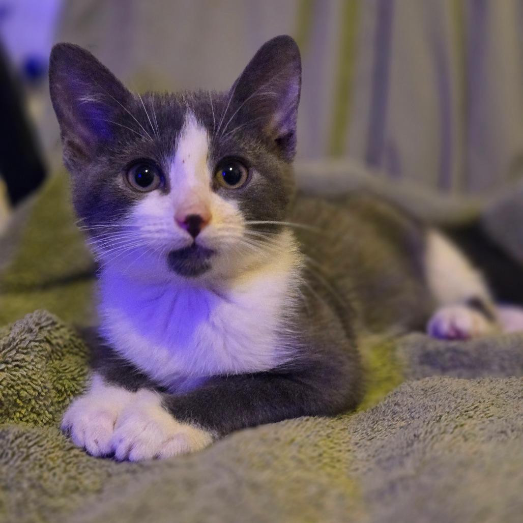 Enlarge Moe, a Adoptable Domestic Short Hair in Ephrata, PA image 3/6