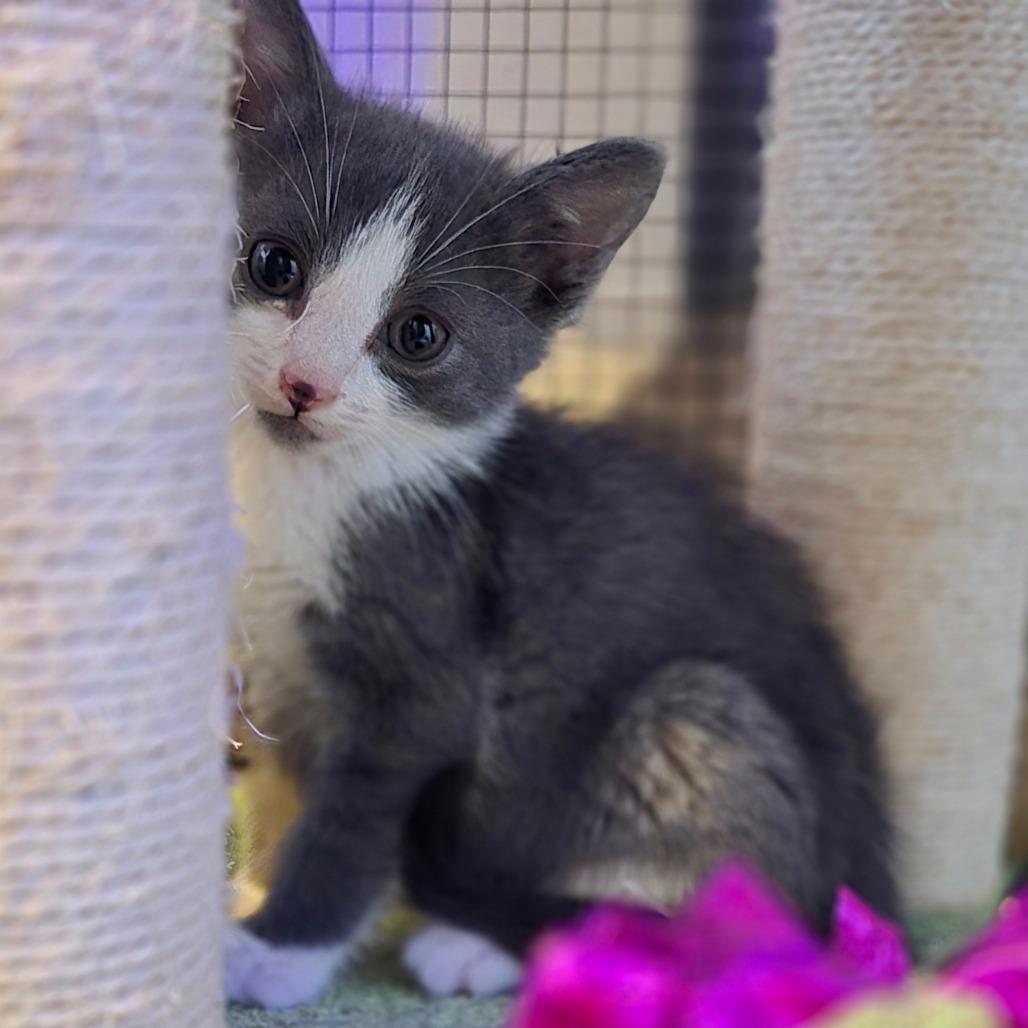 Enlarge Moe, a Adoptable Domestic Short Hair in Ephrata, PA image 5/6