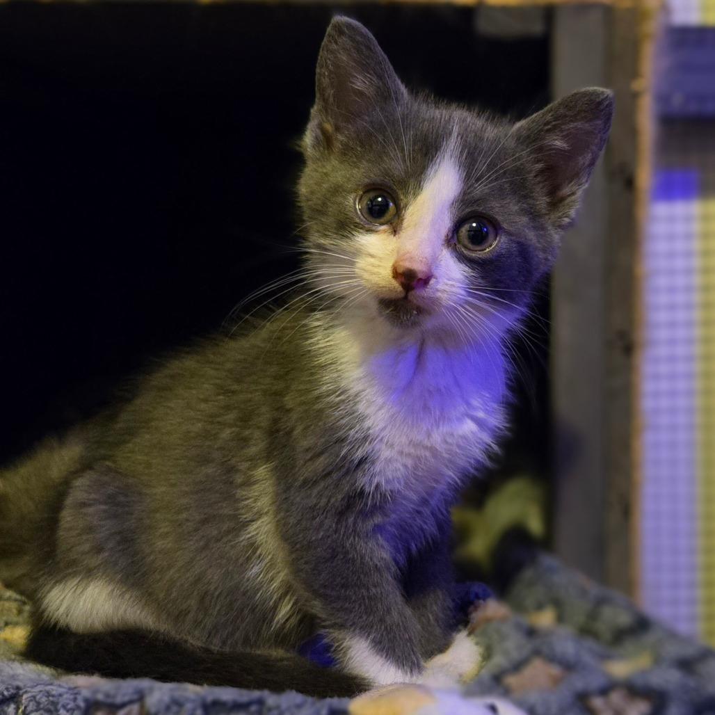 Enlarge Moe, a Adoptable Domestic Short Hair in Ephrata, PA image 6/6