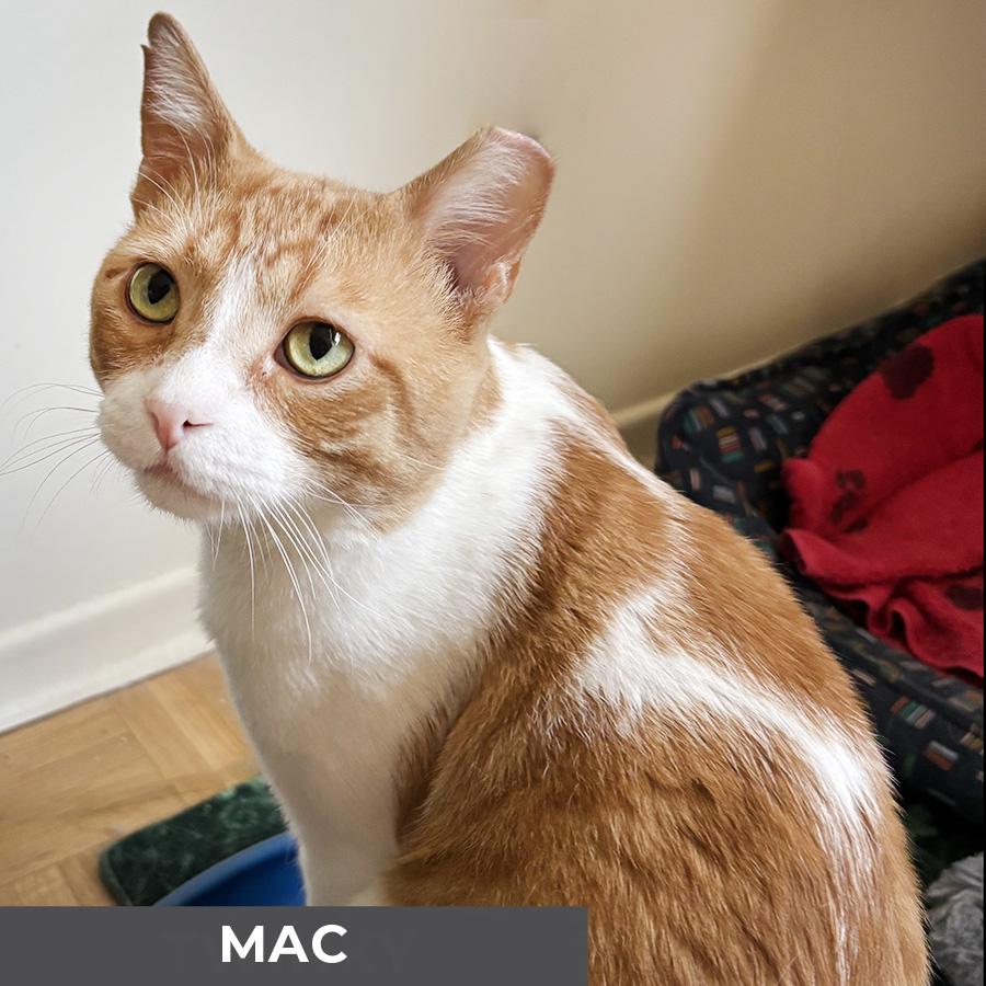 Mac, a Adoptable Domestic Short Hair in Etobicoke, ON image 4/5