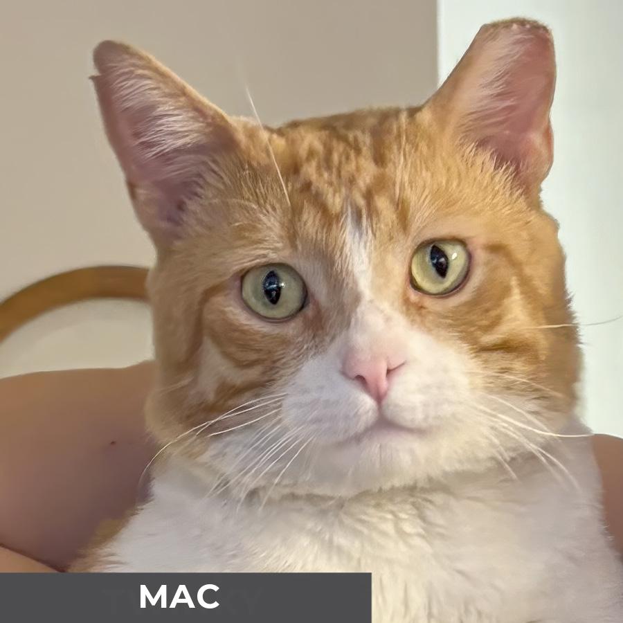 Mac, Adoptable, Adult Male Domestic Short Hair.