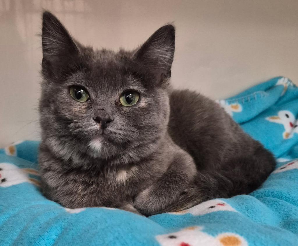 Enlarge Chanel, an adopted Domestic Short Hair in Tomah, WI image 1/1