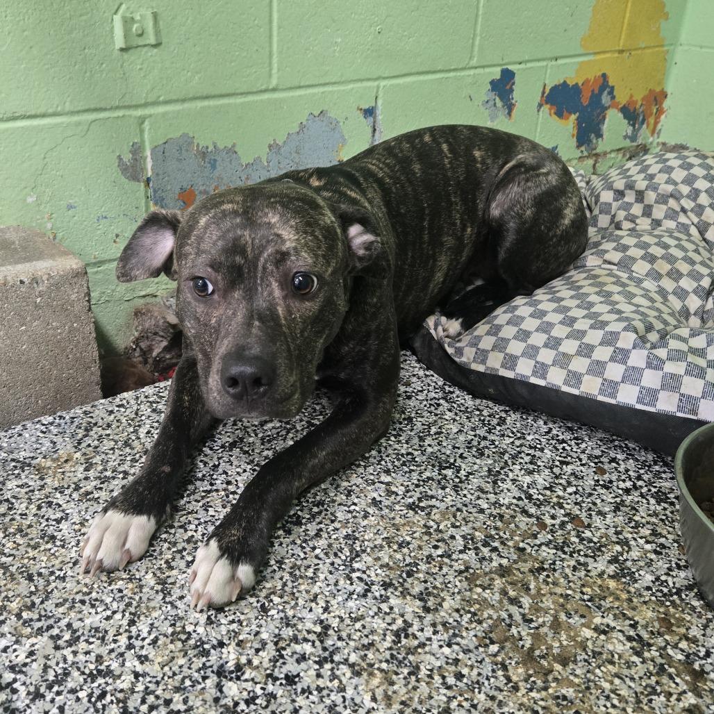 Daisy 26-124, Adoptable, Adult Female Pit Bull Terrier.