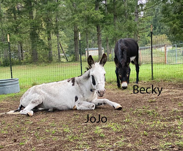 Donkey for adoption Layla, Becky, and JoJo, a Donkey in Sultan, WA