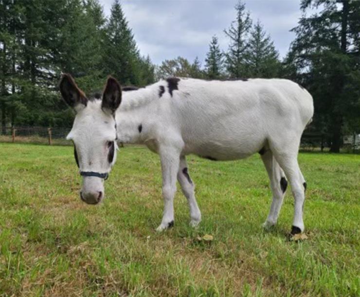 Donkey for adoption Layla, Becky, and JoJo, a Donkey in Sultan, WA