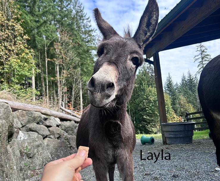 Donkey for adoption Layla, Becky, and JoJo, a Donkey in Sultan, WA