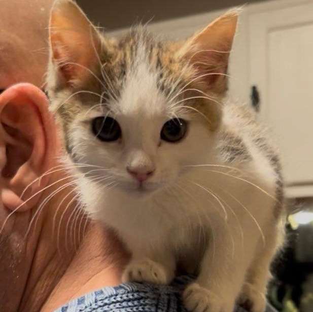 Honey Bunch thumbnail 2