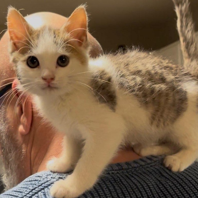 Honey Bunch thumbnail 3