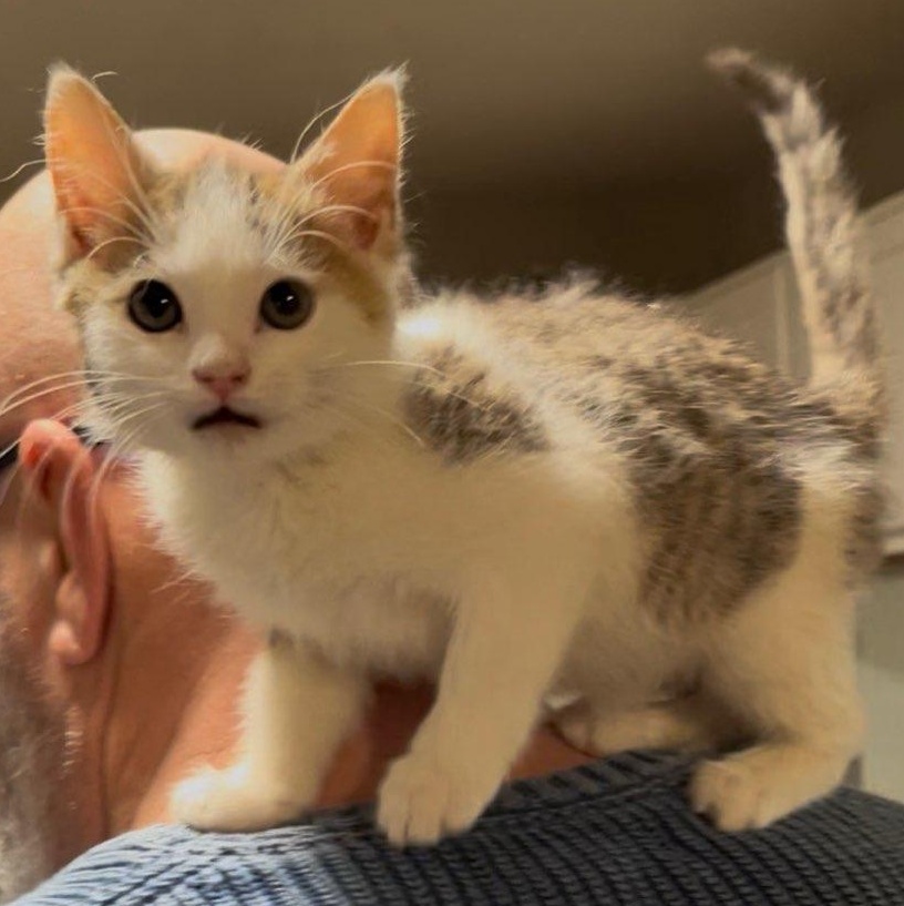 Honey Bunch thumbnail 4