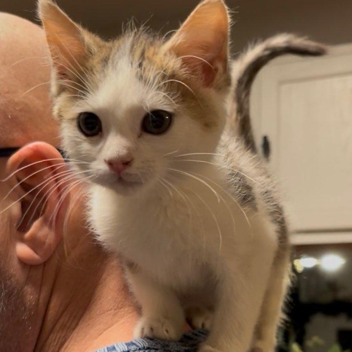 Honey Bunch thumbnail 6