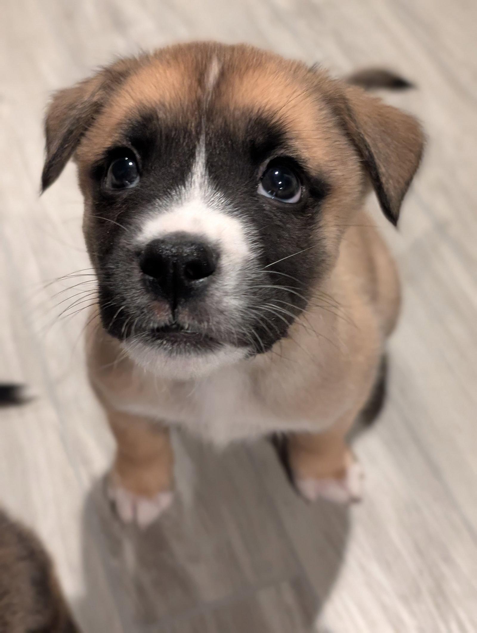 Enlarge Razor, a Adopted mixed breed in Springville, NY image 1/3