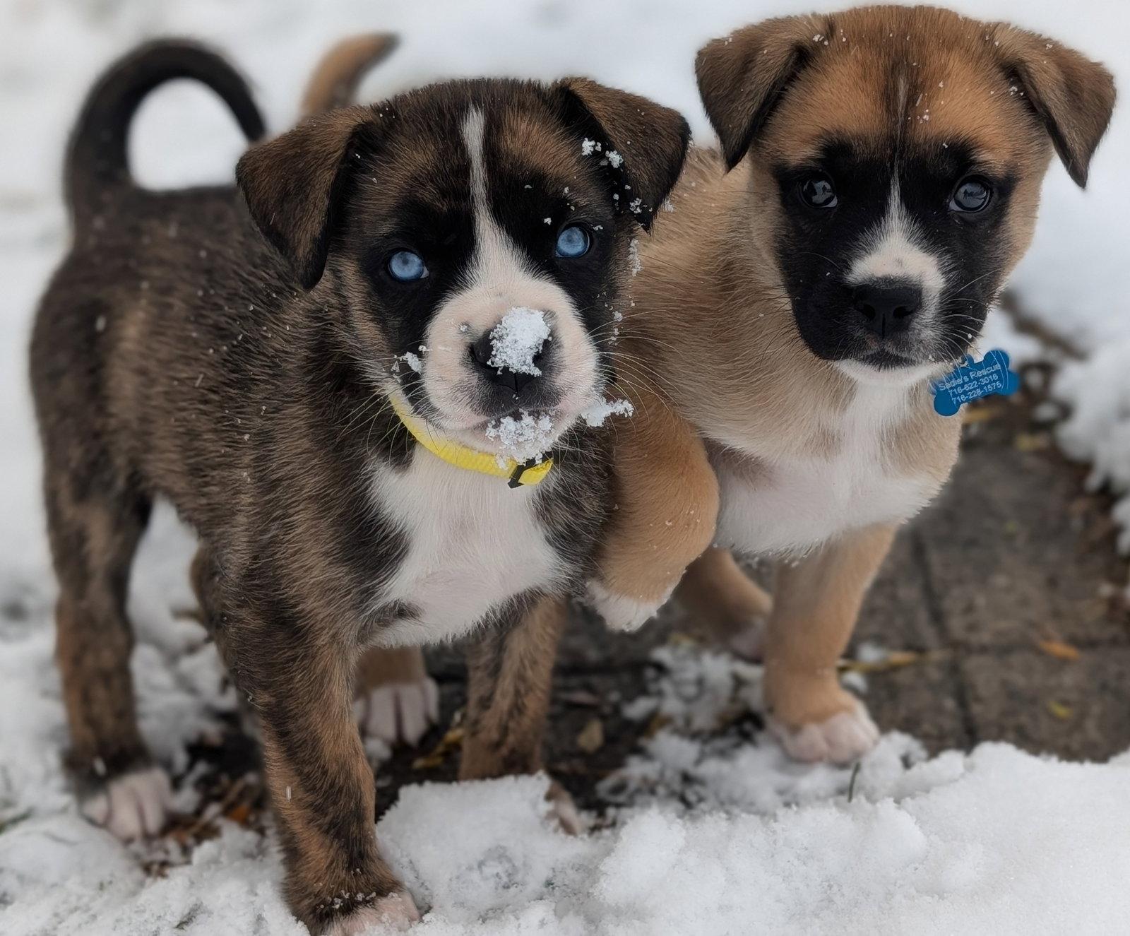 Enlarge Razor, a Adopted mixed breed in Springville, NY image 2/3