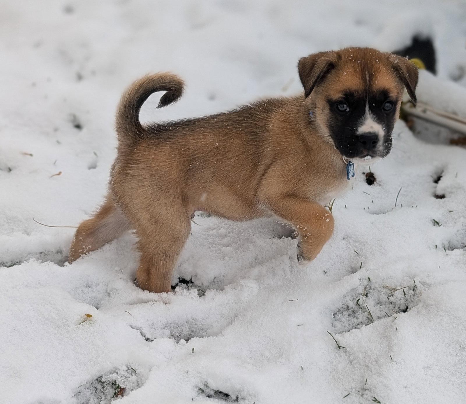 Enlarge Razor, a Adopted mixed breed in Springville, NY image 3/3
