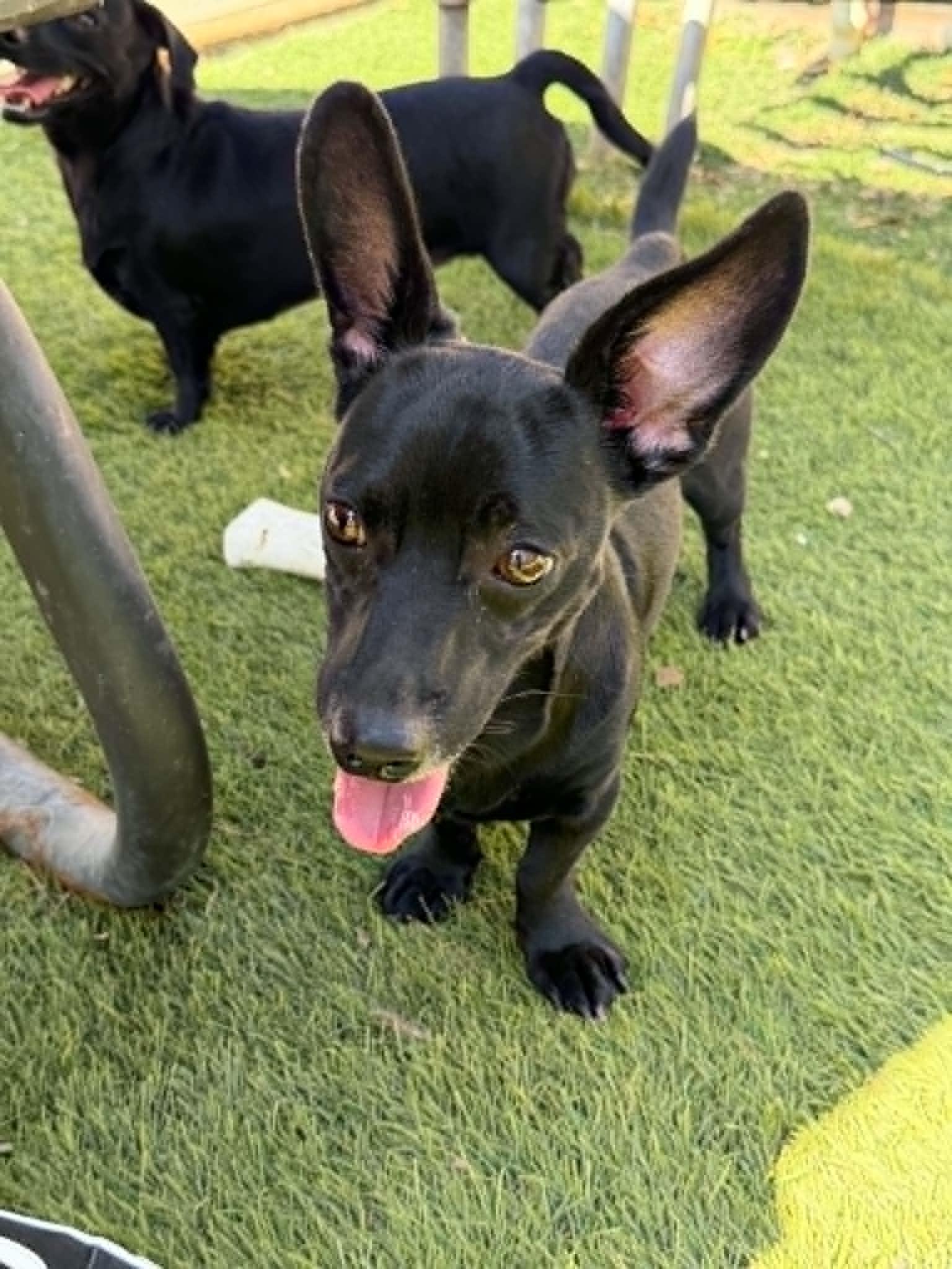 Echo, Adopted, Adult Male Dachshund.