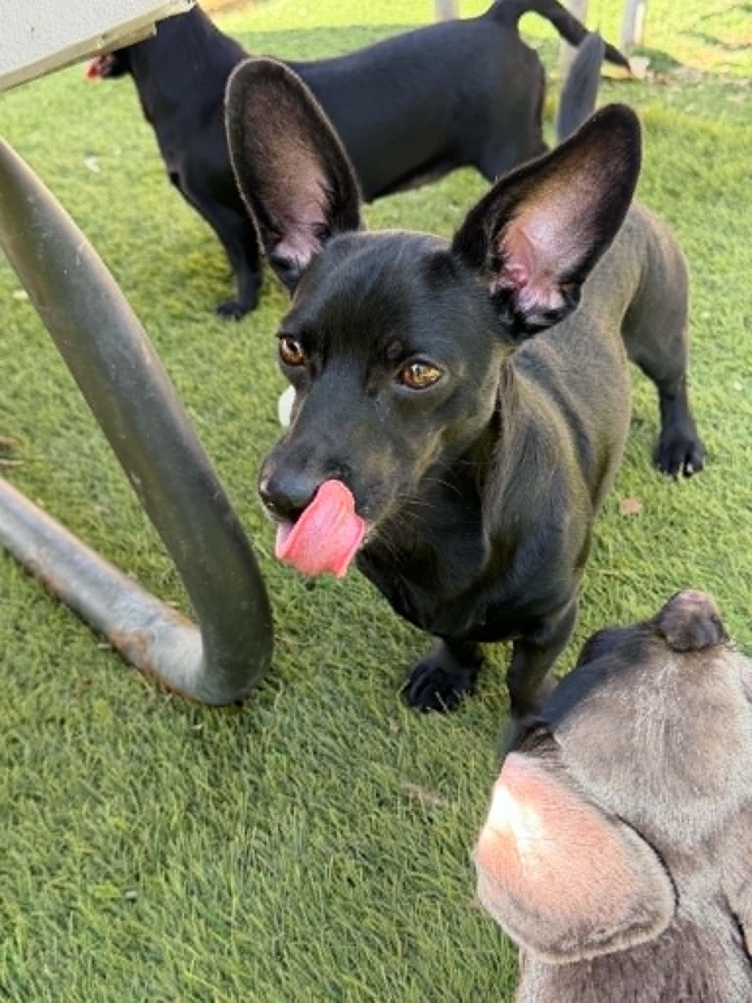 Enlarge Echo, a Adopted Dachshund in La Verne, CA image 2/3