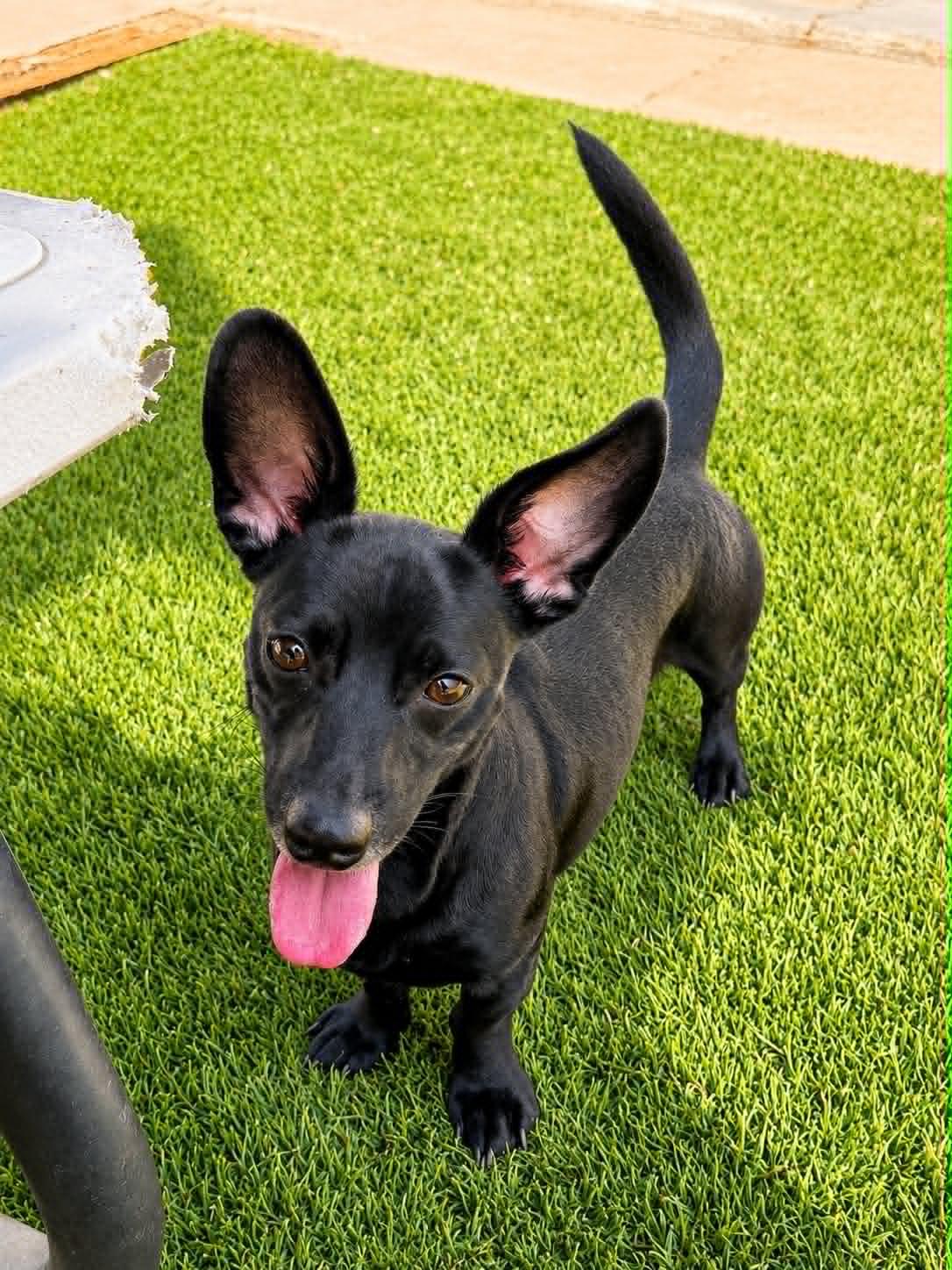Enlarge Echo, a Adopted Dachshund in La Verne, CA image 3/3