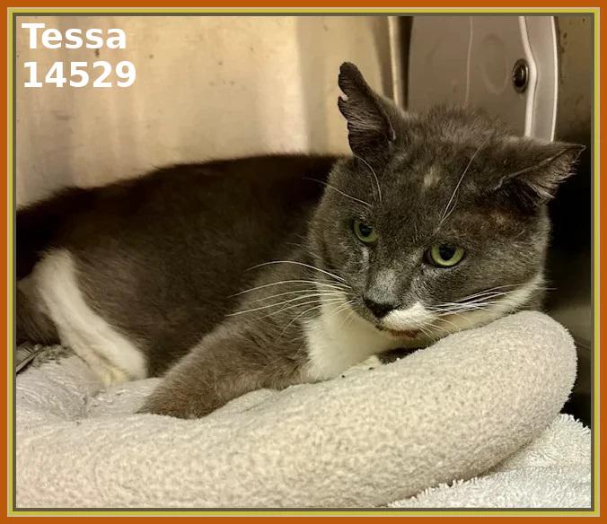 TESSA, Adoptable, Adult Female Domestic Short Hair.