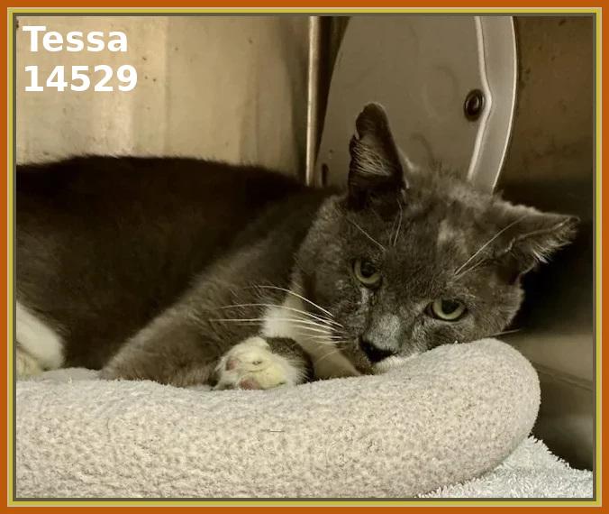 Enlarge TESSA, a Adoptable mixed breed in Marietta, GA image 2/3