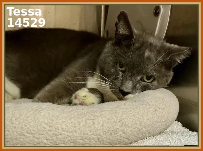 Enlarge TESSA, a Adoptable mixed breed in Marietta, GA image 3/3