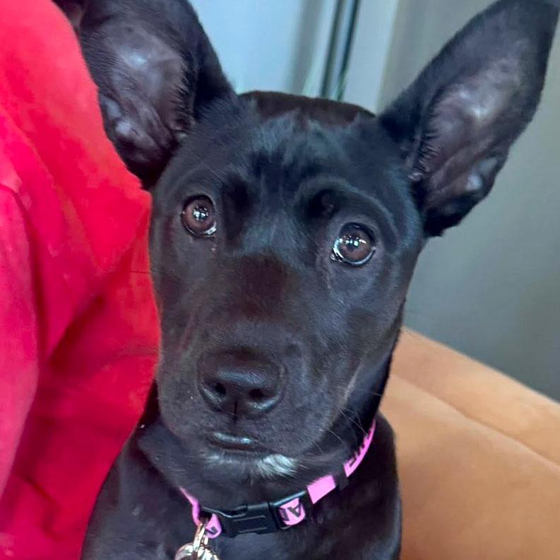 Phoebe, Adoptable, Puppy Female Labrador Retriever.
