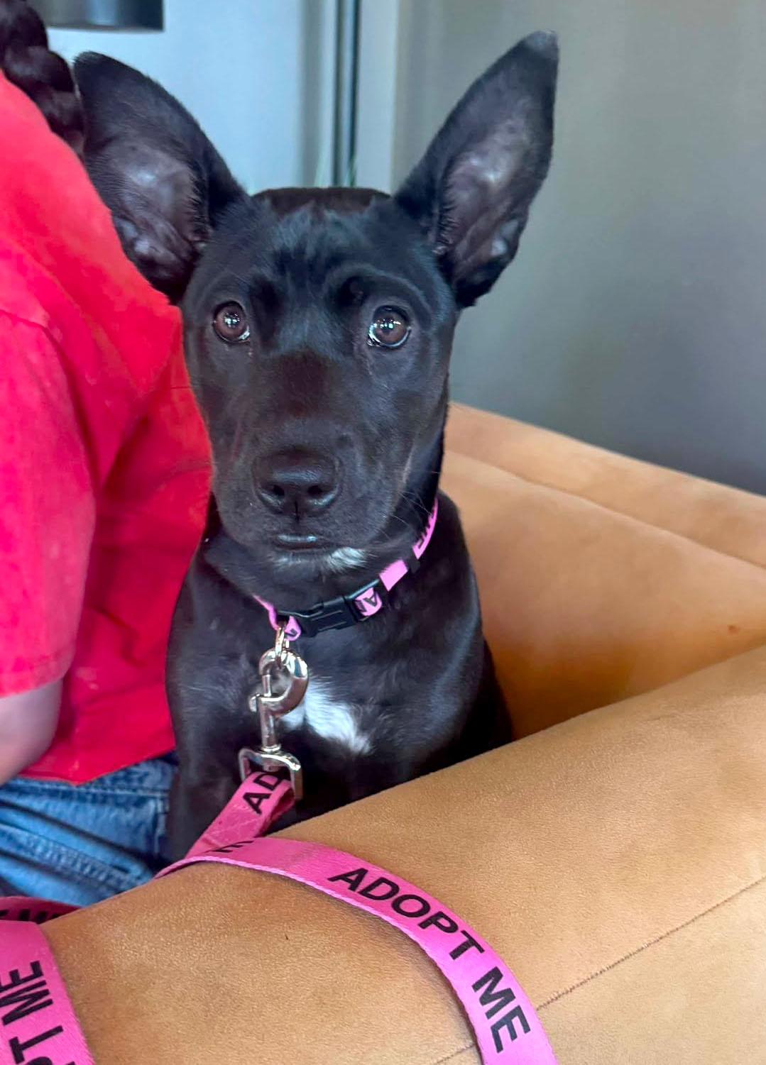 Enlarge Phoebe, a Adoptable mixed breed in Kansas City, KS image 4/5