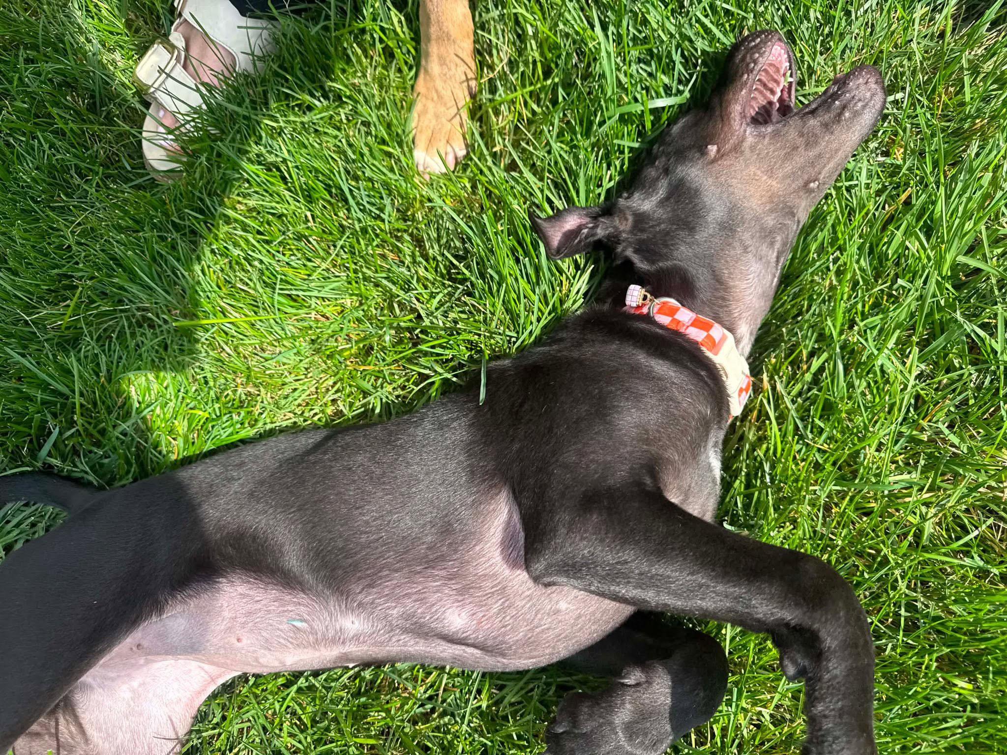 Enlarge Phoebe, a Adoptable mixed breed in Kansas City, KS image 5/5