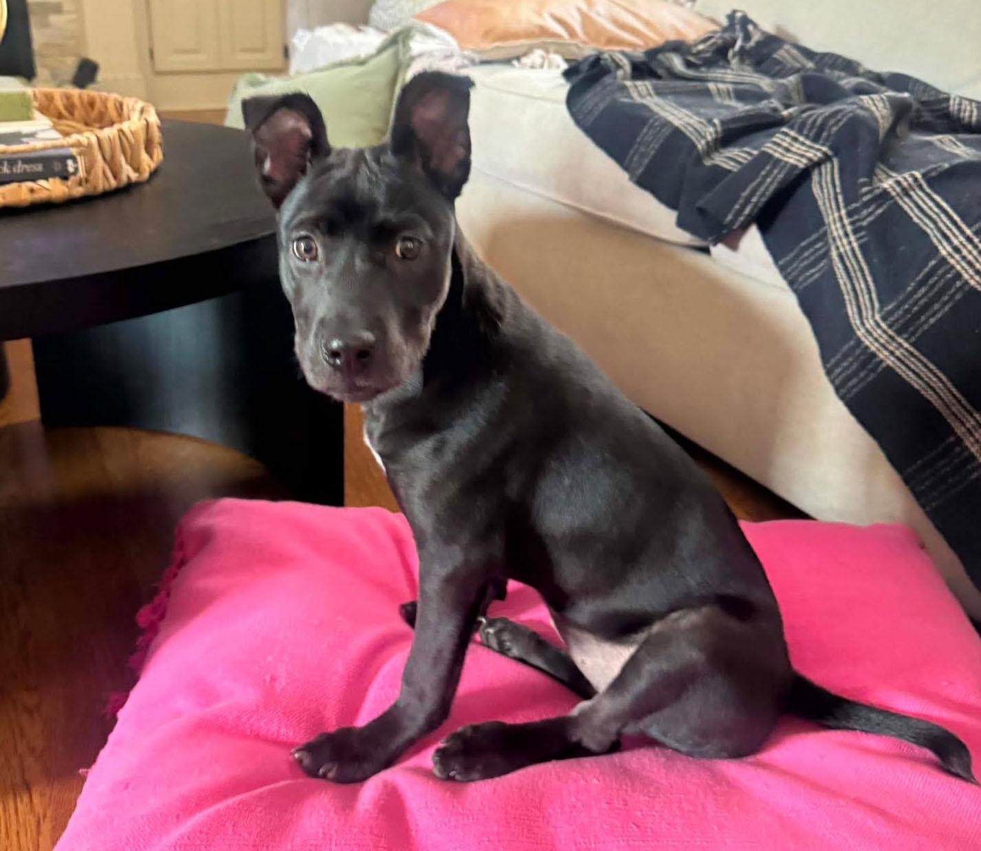 Enlarge Phoebe, a Adoptable mixed breed in Kansas City, KS image 2/5