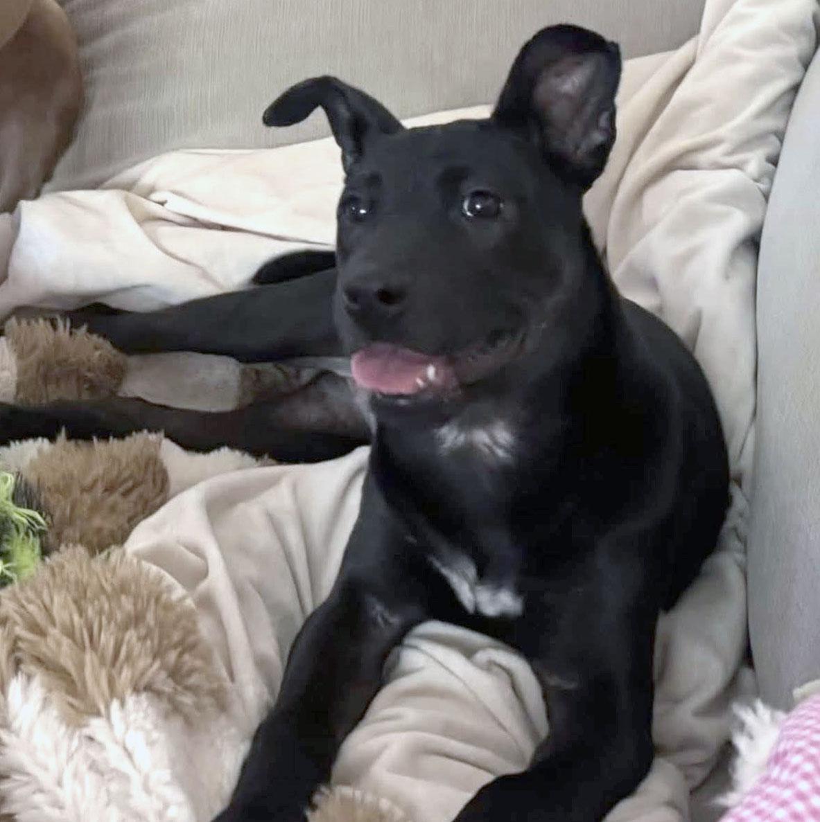 Enlarge Phoebe, a Adoptable mixed breed in Kansas City, KS image 3/5