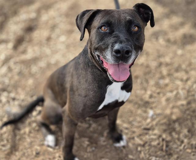 ATHENA, Adoptable, Adult Female Pit Bull Terrier & Mixed Breed.