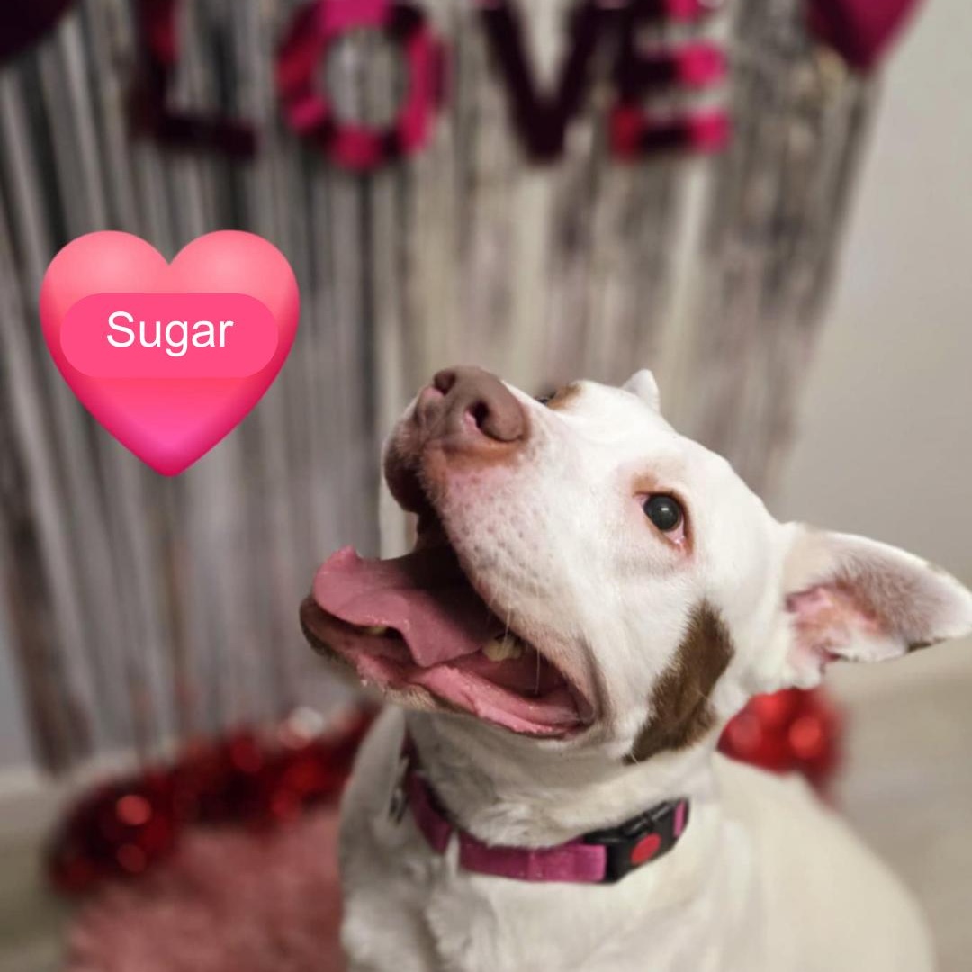 Sugar photo 6