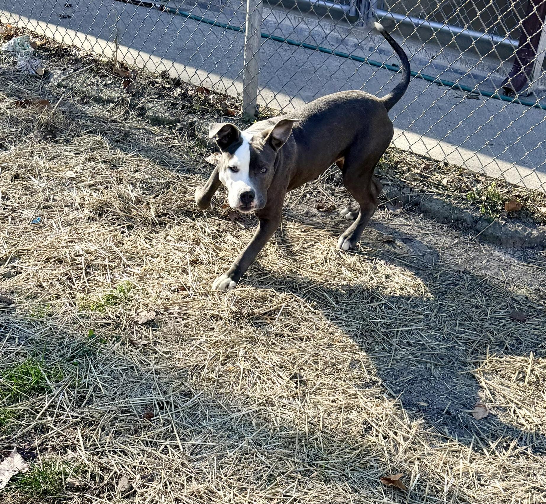 Koda, an adoptable Pit Bull Terrier image 1/6