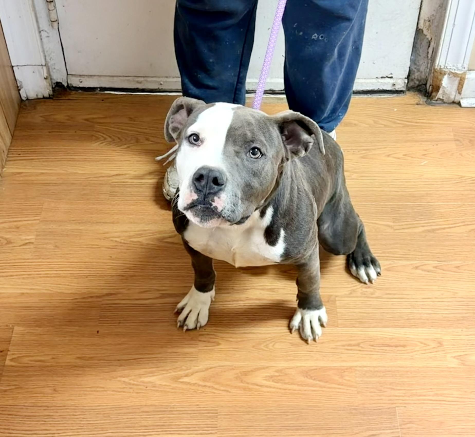 Koda, an adoptable Pit Bull Terrier image 2/6