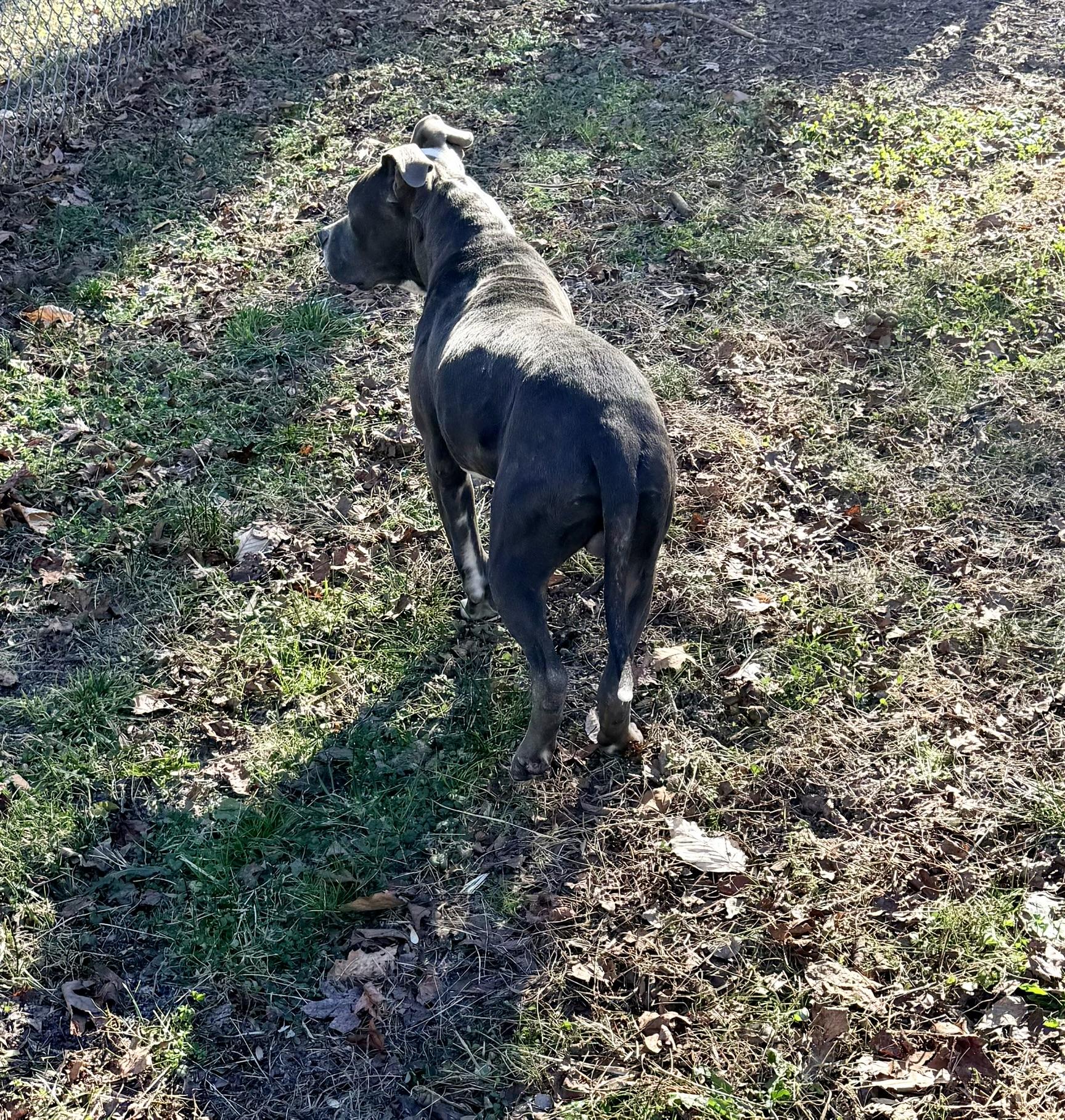 Koda, an adoptable Pit Bull Terrier image 3/6