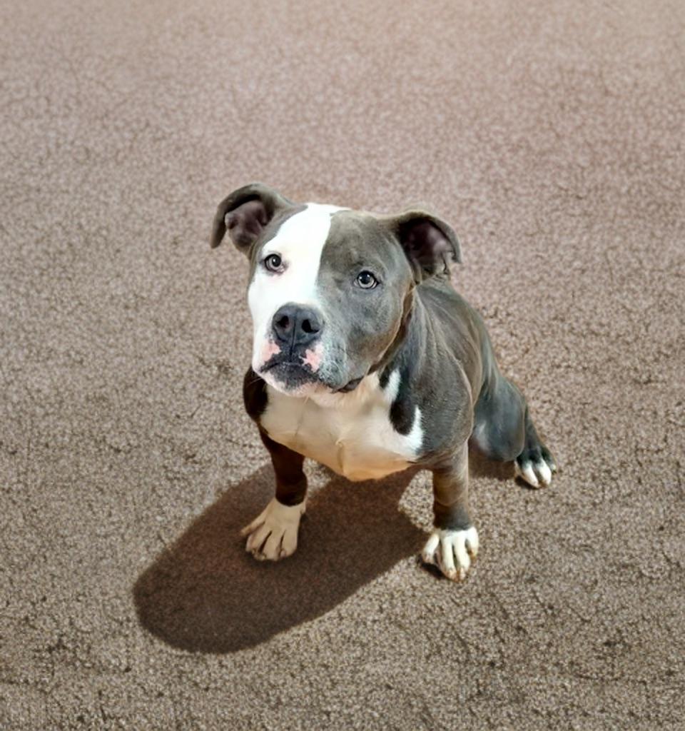 Koda, adoptable, Puppy Male Pit Bull Terrier.