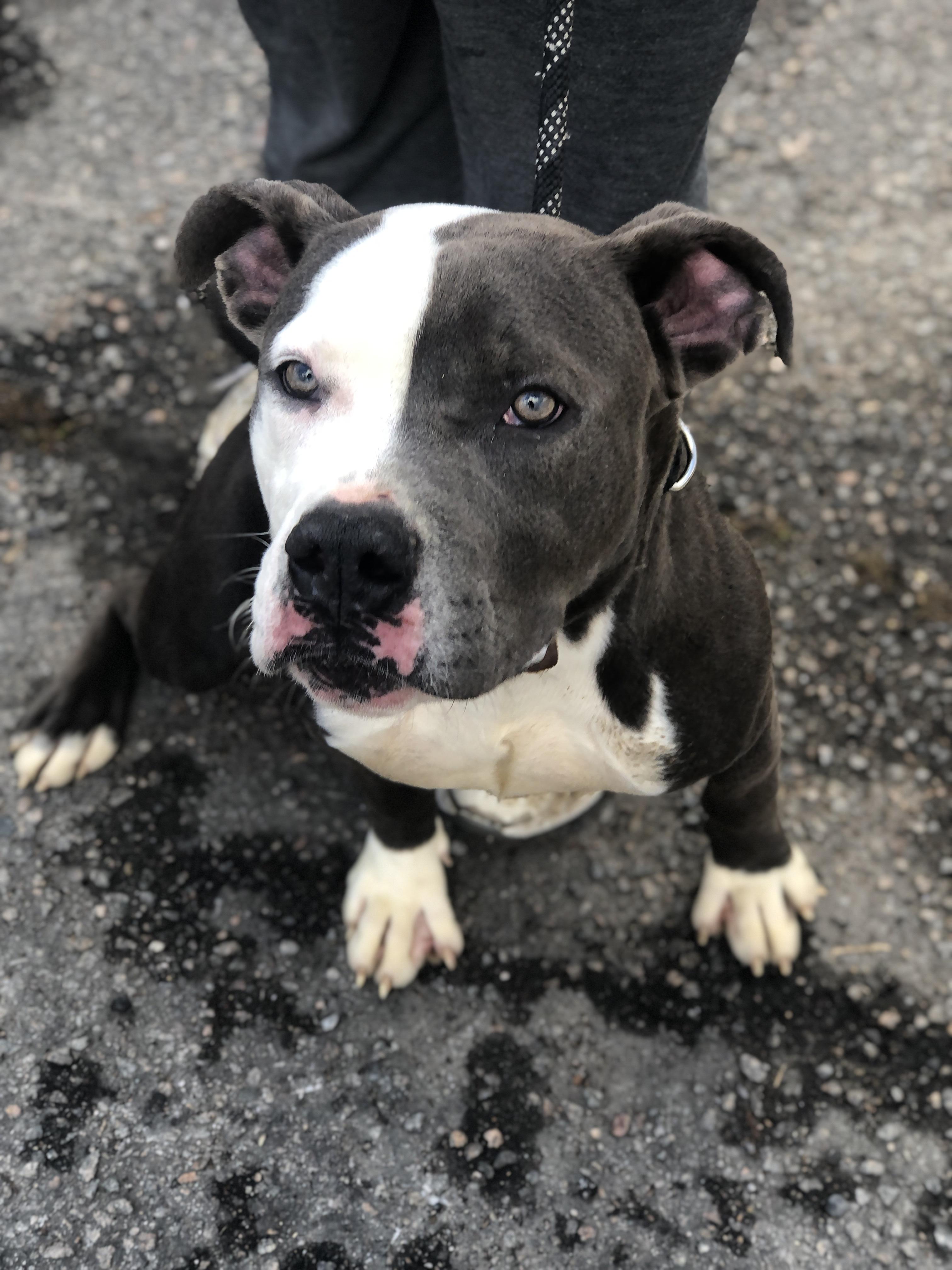 Koda, adoptable, Puppy Male Pit Bull Terrier.