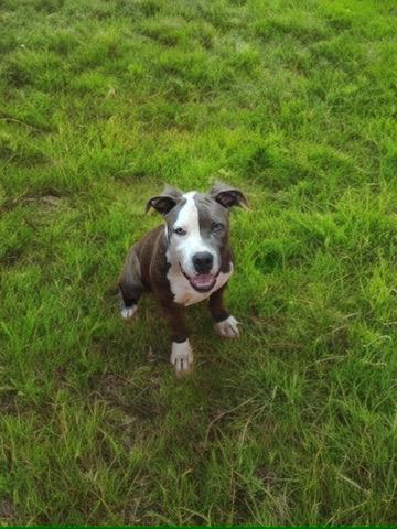 Koda, adoptable, Puppy Male Pit Bull Terrier.