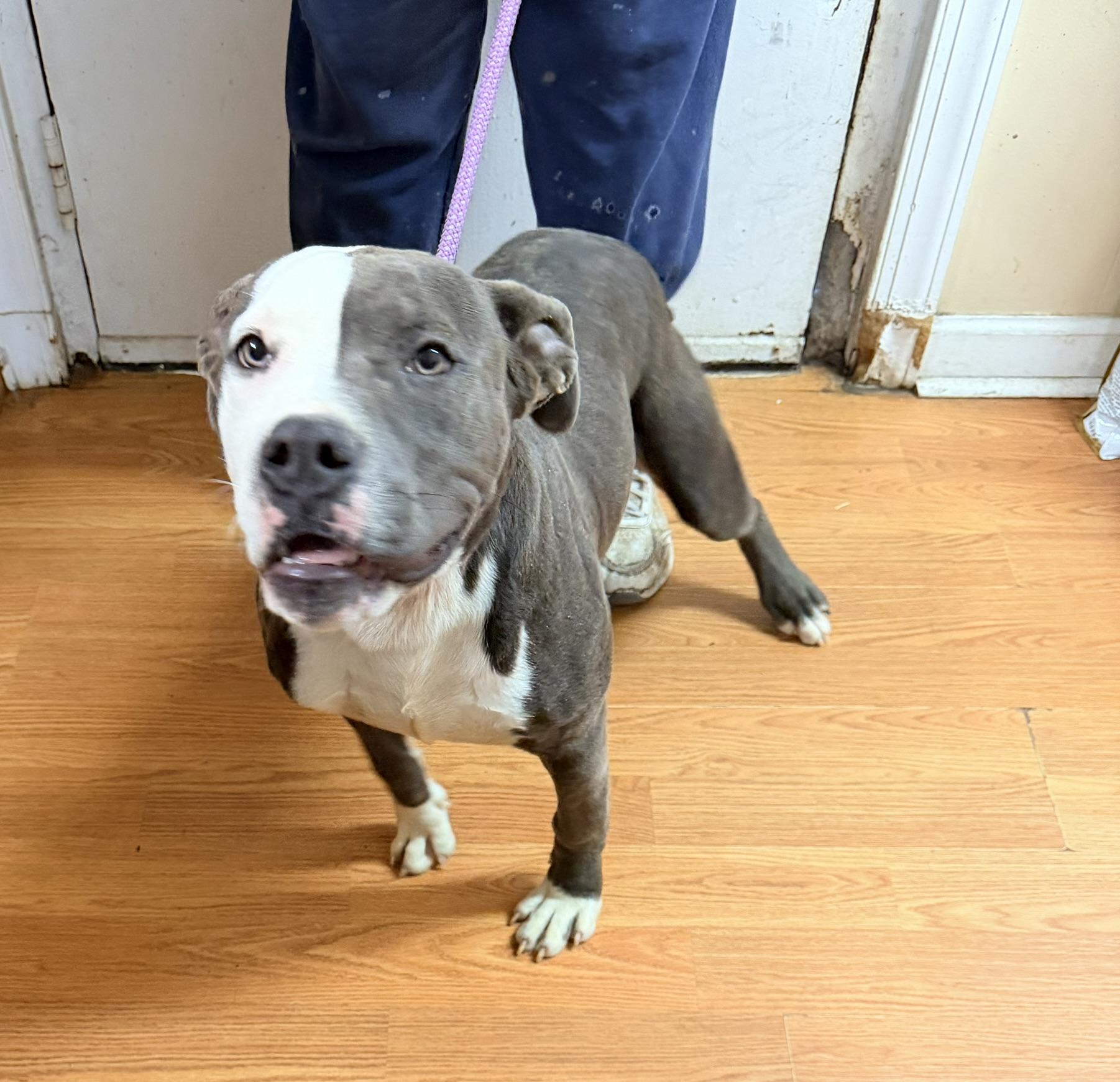 Koda, an adoptable Pit Bull Terrier image 5/6