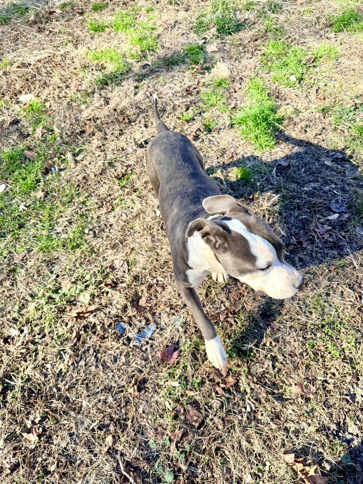 Koda, an adoptable Pit Bull Terrier image 6/6