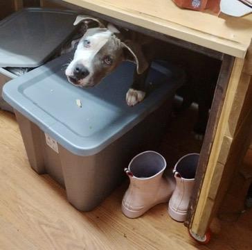 Enlarge Koda, an adoptable Pit Bull Terrier in Petersburg, VA image 2/3